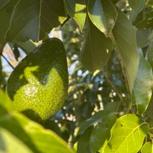 Bahçe Avokado Kasası