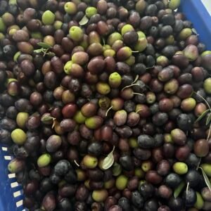 Dalından taze zeytin