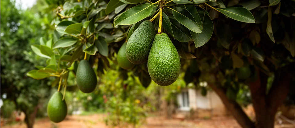 Avokado Paketlerimiz